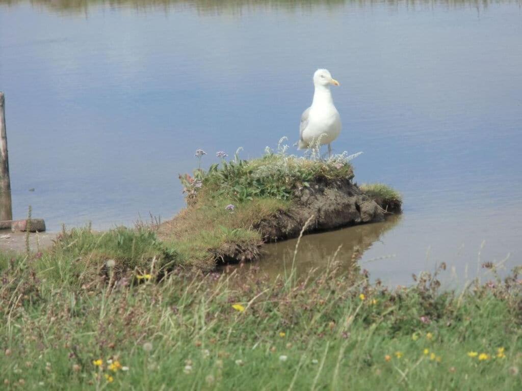 Hooge In The Haus Halligblick Dagebüll 外观 照片